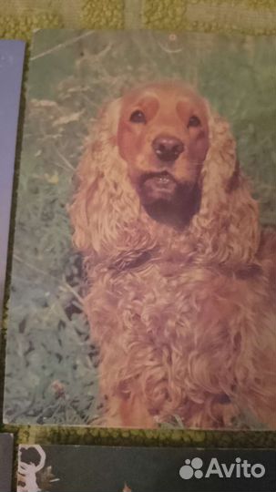 Открытки СССР