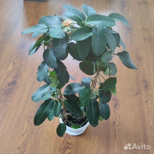 Стефанотис