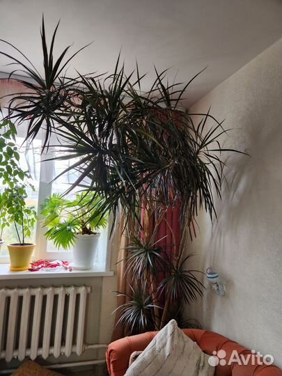 Комнатные растения, цветы. Пальма драцена
