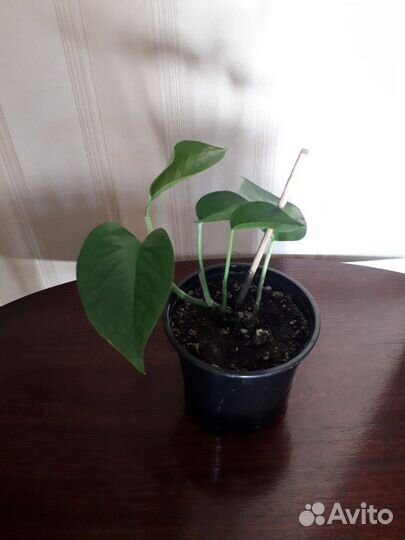 Фикус, сциндапсус, кротон, бегония