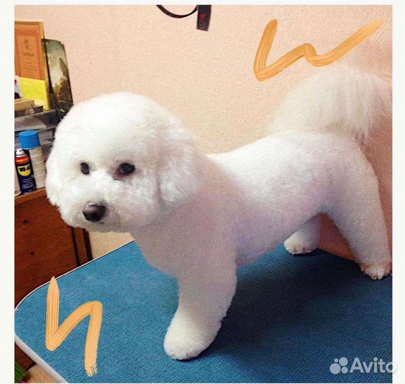 Стрижка собак и кошек