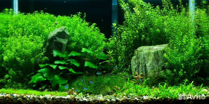 Обслуживание аквариумов