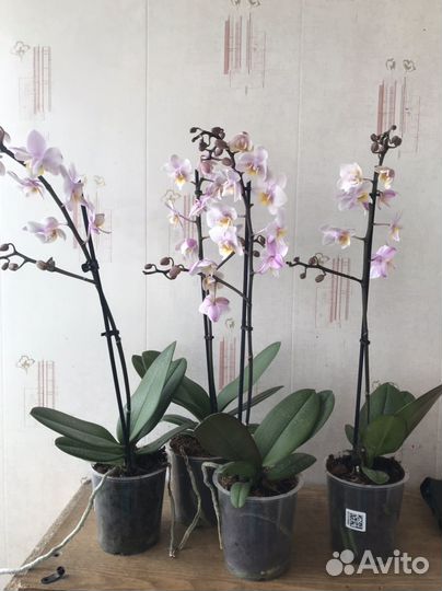 Орхидея фаленопсис Fragranse Trikolor