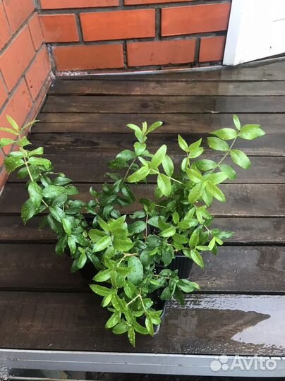 Мирт крупнолистный