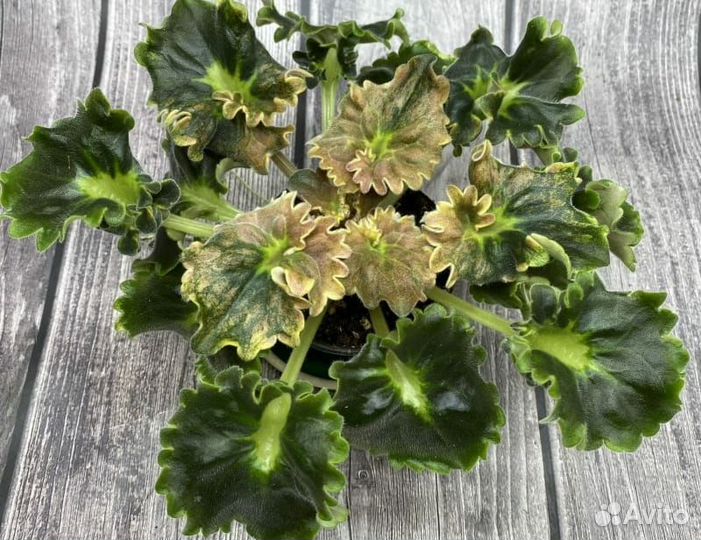 Фиалка: укорененные листики