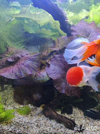 Растения для аквариума