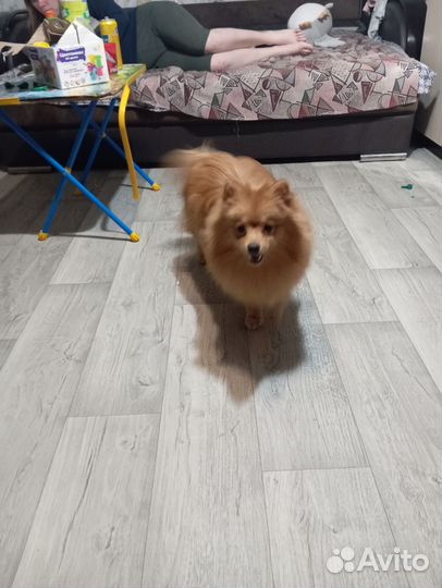 Собака в добрые руки,шпиц