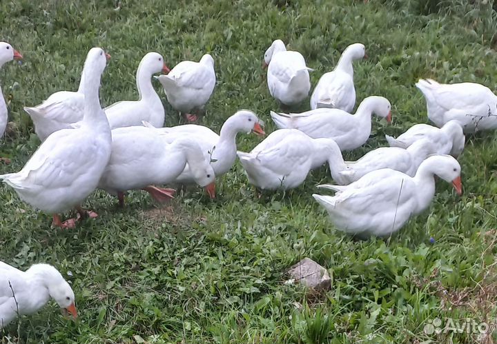 Продам гусей