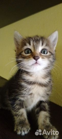 Котенок в дар