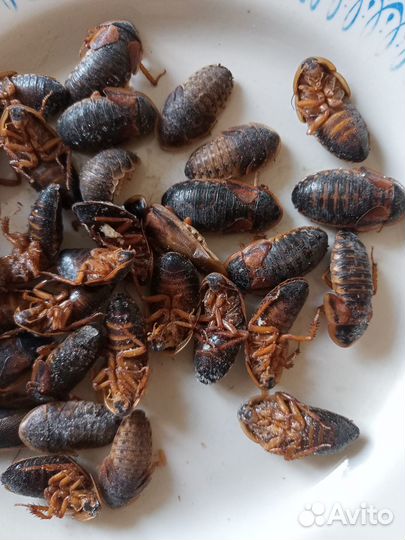 Таракан мраморный и не только