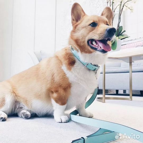 Ошейник и миска Tiffany & Co 83