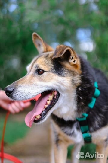 Собака в добрые руки