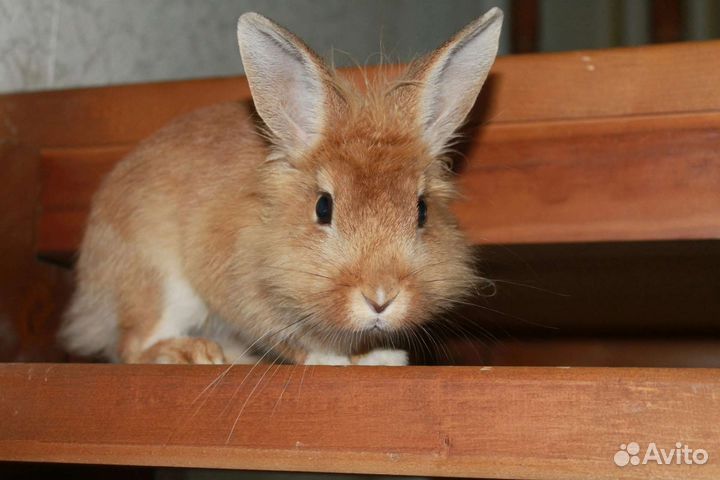 Передержка животных