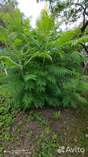 Сумах оленерогий