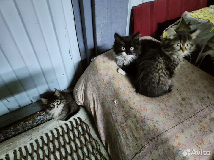 Кошки в добрые руки