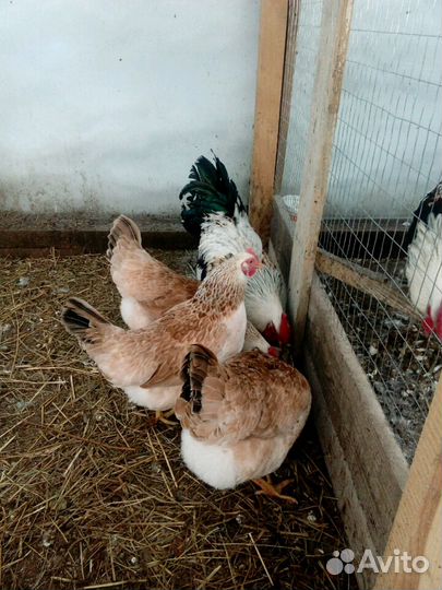 Мясо-яичные породы