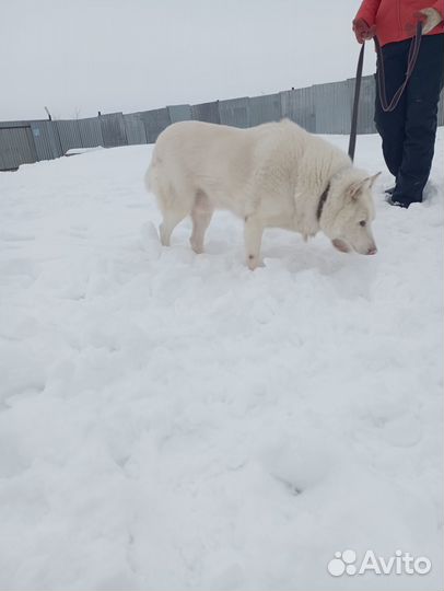 Собака метис