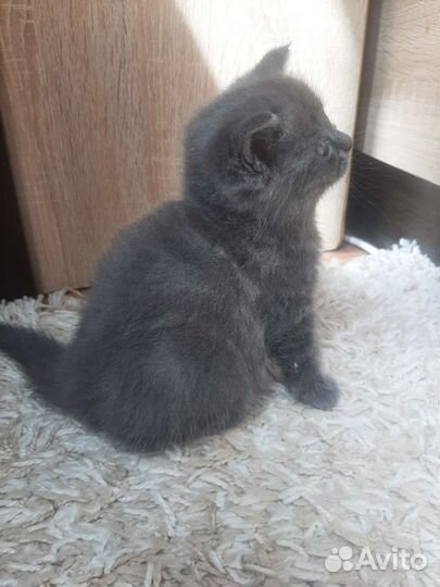 Шотландские котята
