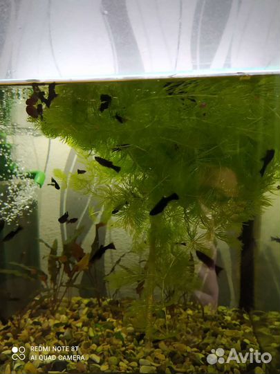 Аквариумные рыбки