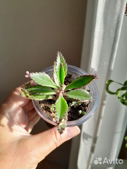 Каланхоэ Розовые бабочки