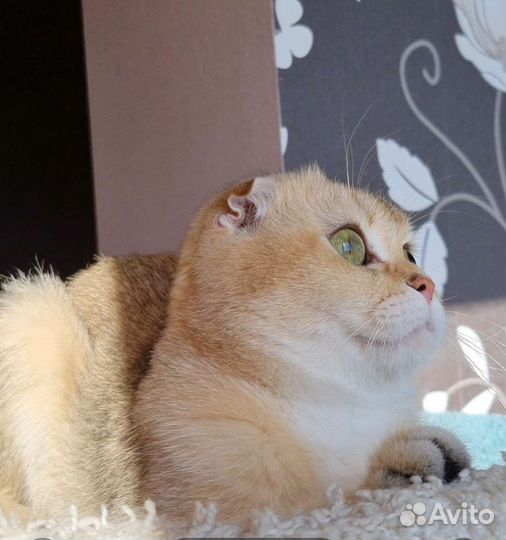 Шотландская вислоухая в хорошие руки