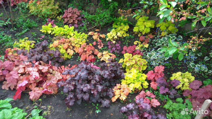 Гейхеры, Гейхереллы