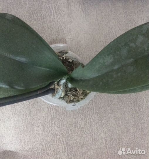 Орхидея фаленопсис