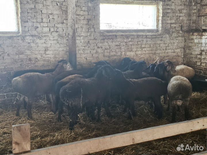 Продаю баранчиков Эдильбаевской породы