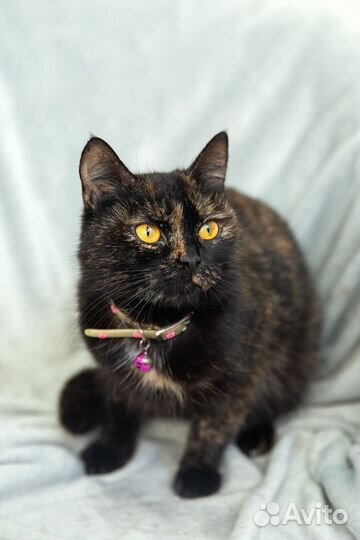 Кошечка Люся