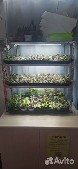 Суккуленты (более 300шт всегда в наличии)