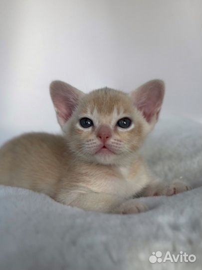 Бурманские котята крем