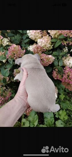 Французский бульдог мини девочка