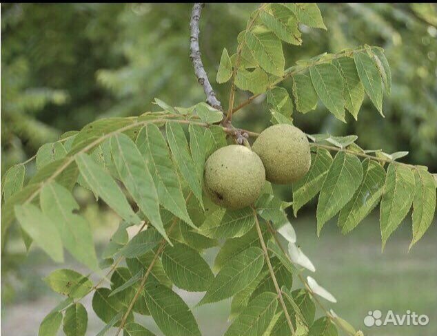 Дикий черный орех