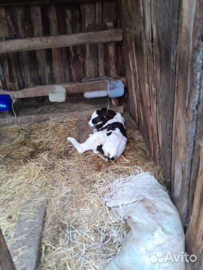 Телята бычки тёлки