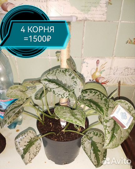 Сциндапсус