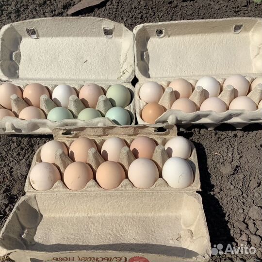 Инкубационное яйцо куриные