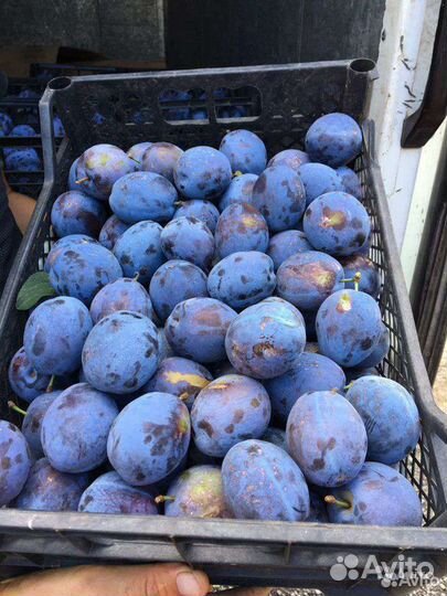 Саженцы сливы