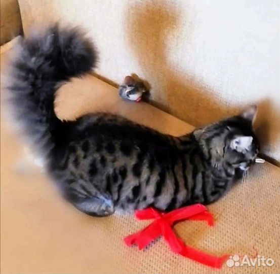 Красавец пушистик Каспер