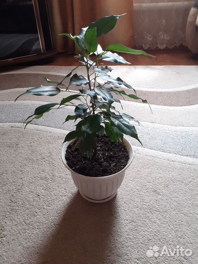 Комнатные цветы