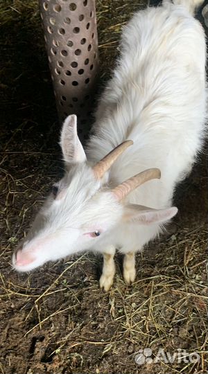 Зааненская коза