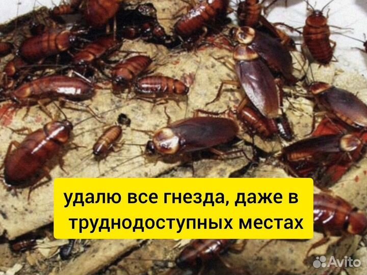 Уничтожение клопов, тараканов, грызунов