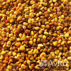 Пыльца 2023 г. прополис. перга