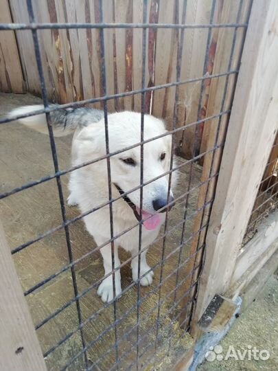 В добрые руки