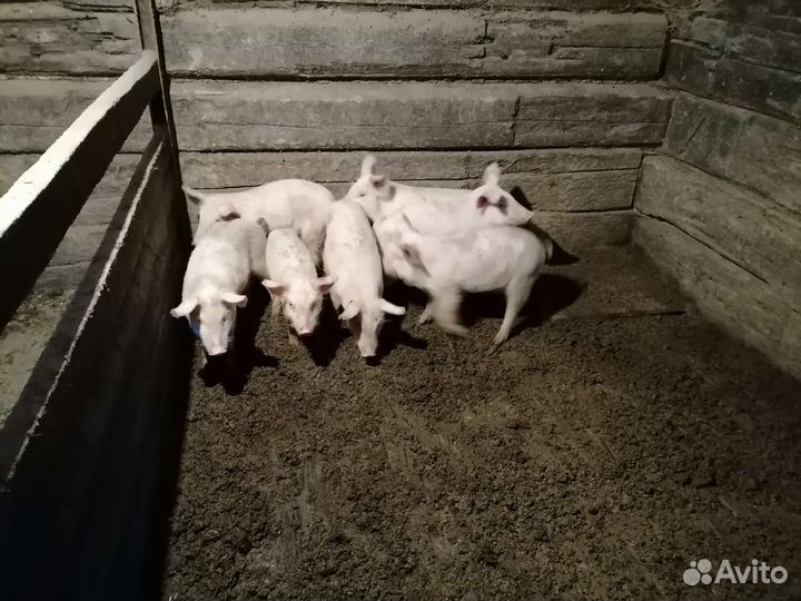 Поросята ландрас