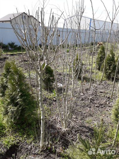 Гибискус древовидный (крупномер)