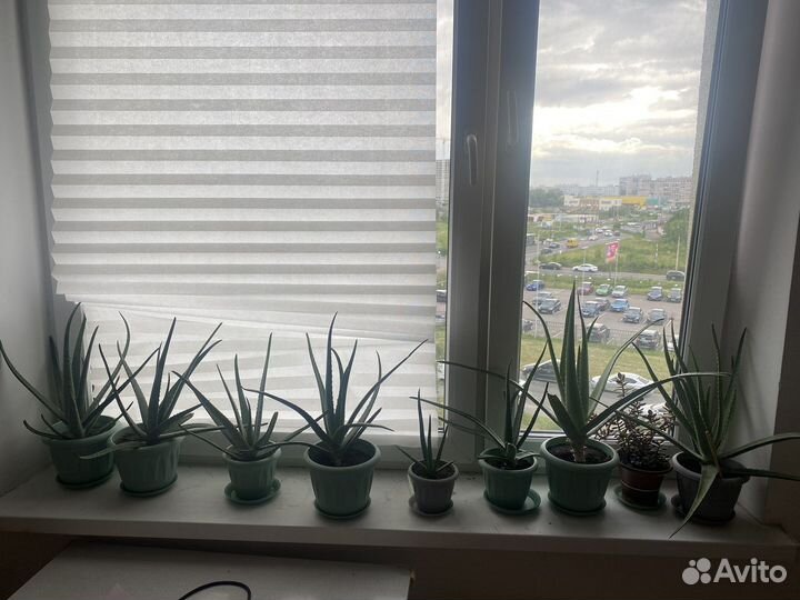 Алоэ вера растение