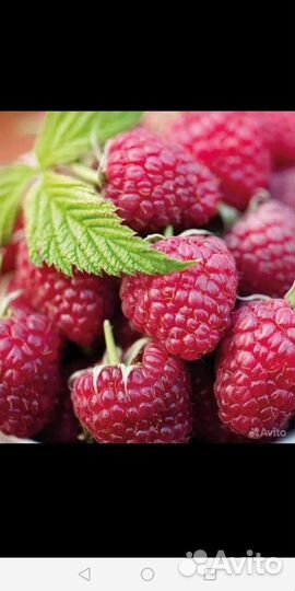 Саженцы Сортовой малины