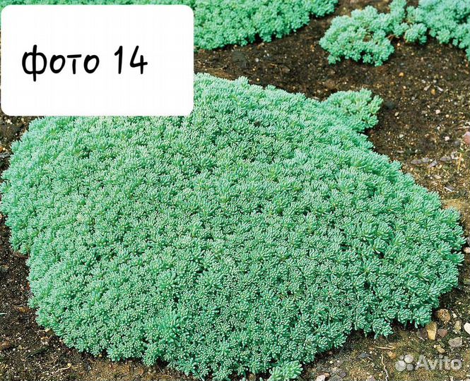 Многолетние цветы 2