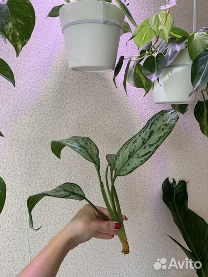 Аглаонема сильвер квин