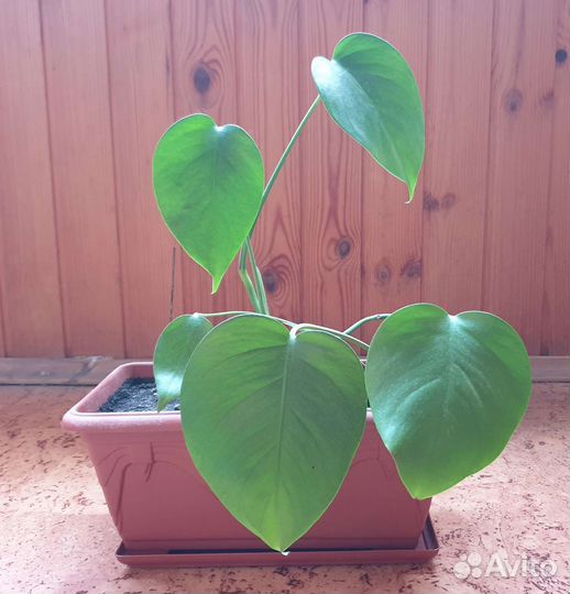 Комнатные растения бесплатно